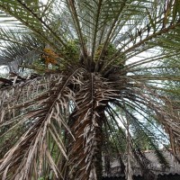 Phoenix dactylifera L.